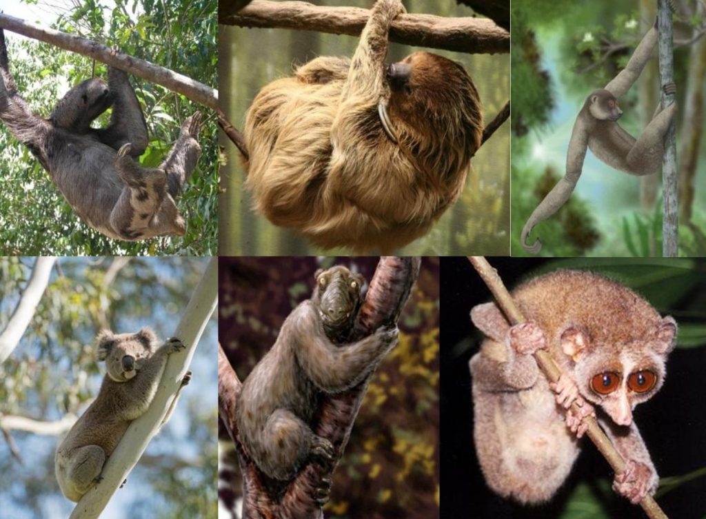 Convergent evolution of slow arboreal mammals Nyakatura Lab Research