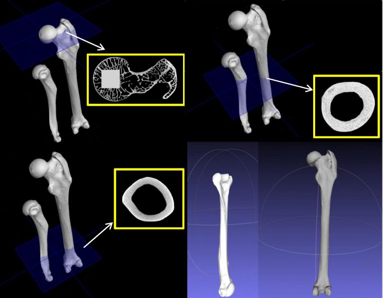 Xenarthran Limbs Functional Morphology Nyakatura Lab Research