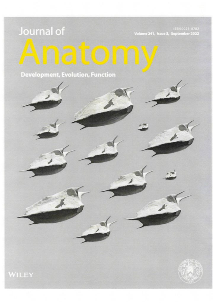 Journal of Anatomy Volume 241 Issue 3