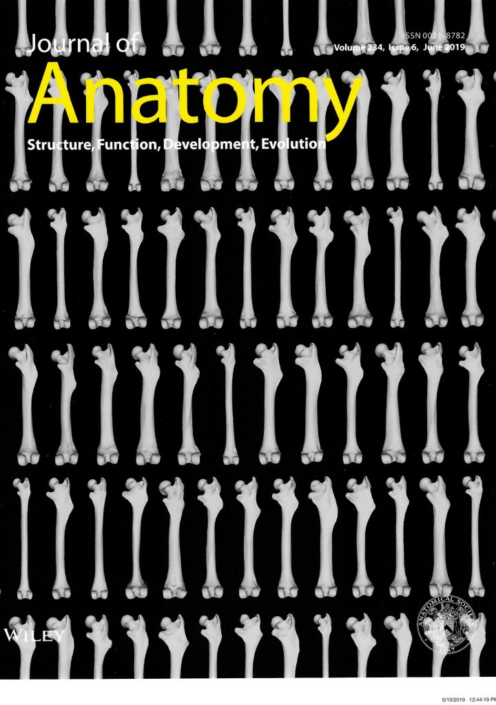 Journal of Anatomy Volume 234 Issue 6