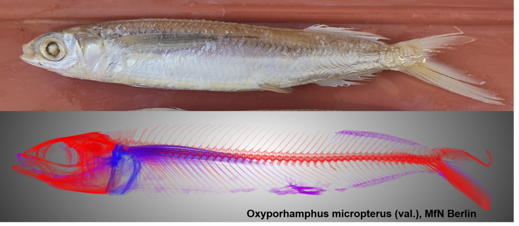 flying fish Oxyporhamphus micropterus