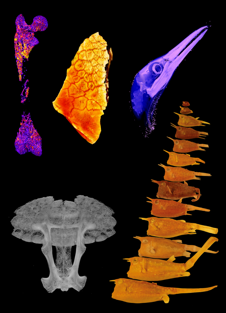 CT Scannig Nyakatura Lab