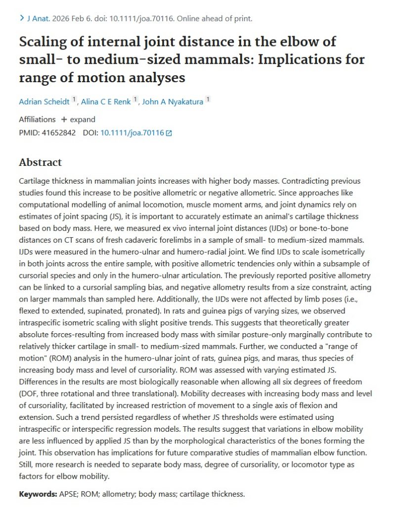 Scaling of internal joint distance in the elbow of small- to medium-sized mammals: Implications for range of motion analyses