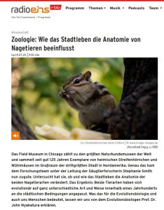 Zoologie: Wie das Stadtleben die Anatomie von Nagetieren beeinflusst