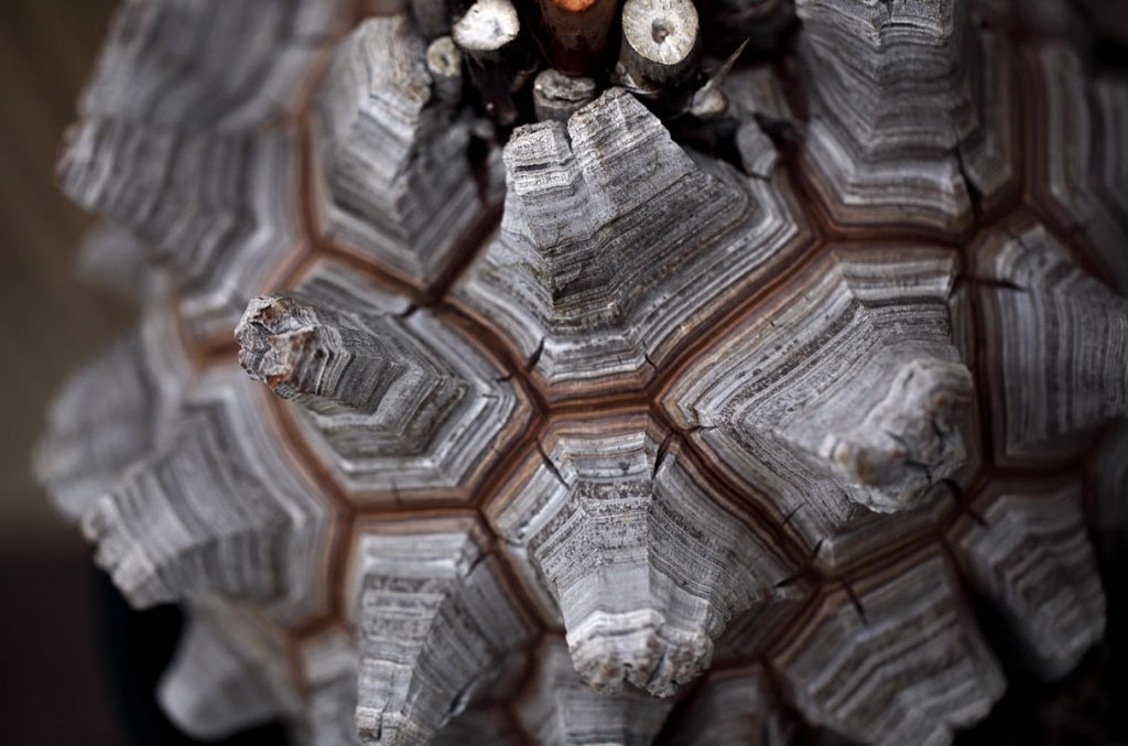 Tessellation Archive