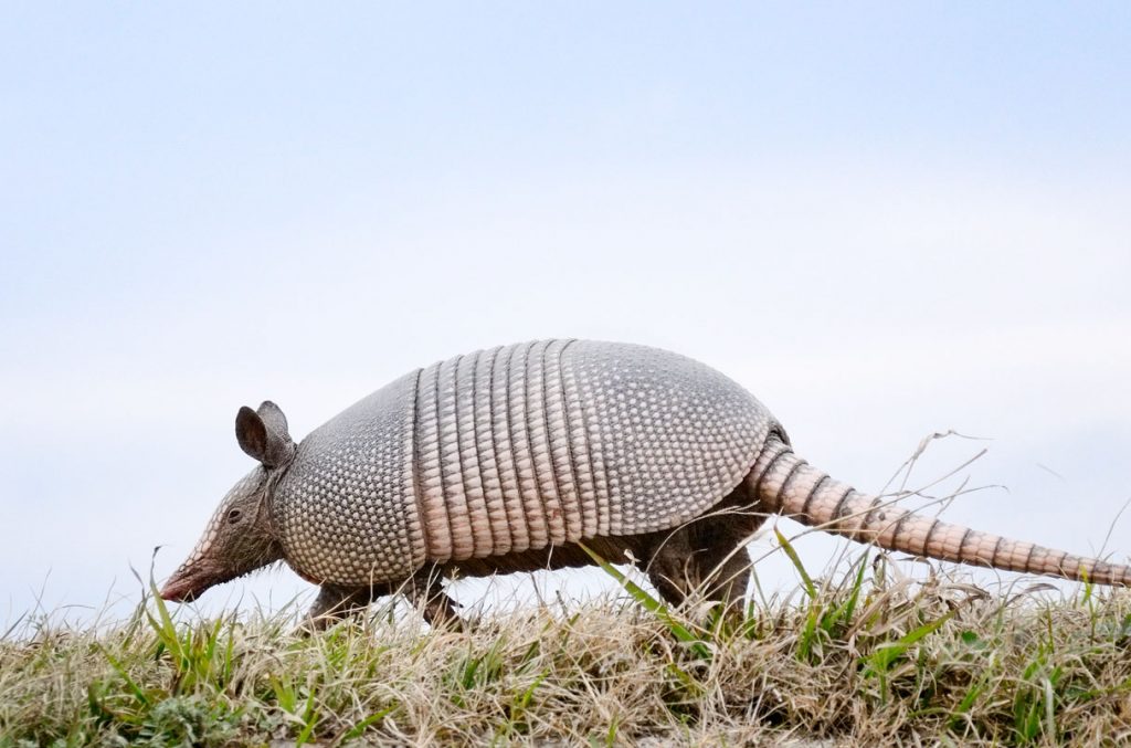 Tessellation Archive_2