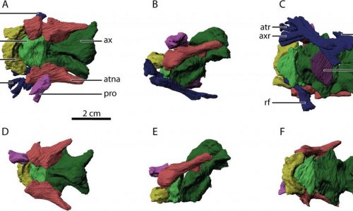 Image Usage in Publications in the Field of Vertebrate Morphology