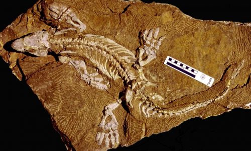 Orobates fossil
